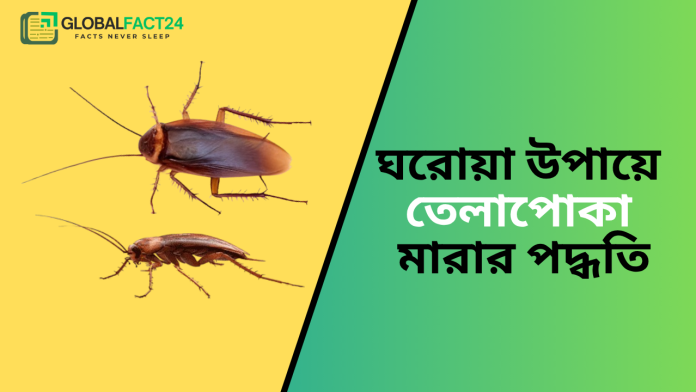 ঘরোয়া-উপায়ে-তেলাপোকা-মারার-পদ্ধতি