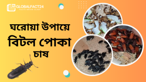 Beetle Farming