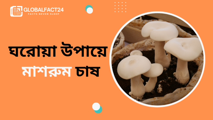 মাশরুম চাষ