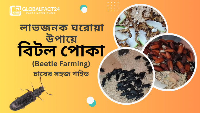 লাভজনক ঘরোয়া উপায়ে বিটল পোকা (Beetle Farming) চাষের সহজ গাইড